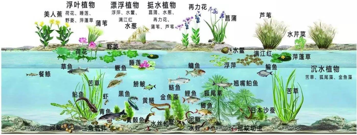 景觀水體、湖泊等生態(tài)修復(fù)解決方案